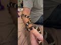 Loki, our kingsnake! 🐍🐍 #kingsnake #beautifulanimals #snake #reptiles #beautifulsnake