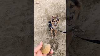Dog Talents: Watch This #shorts