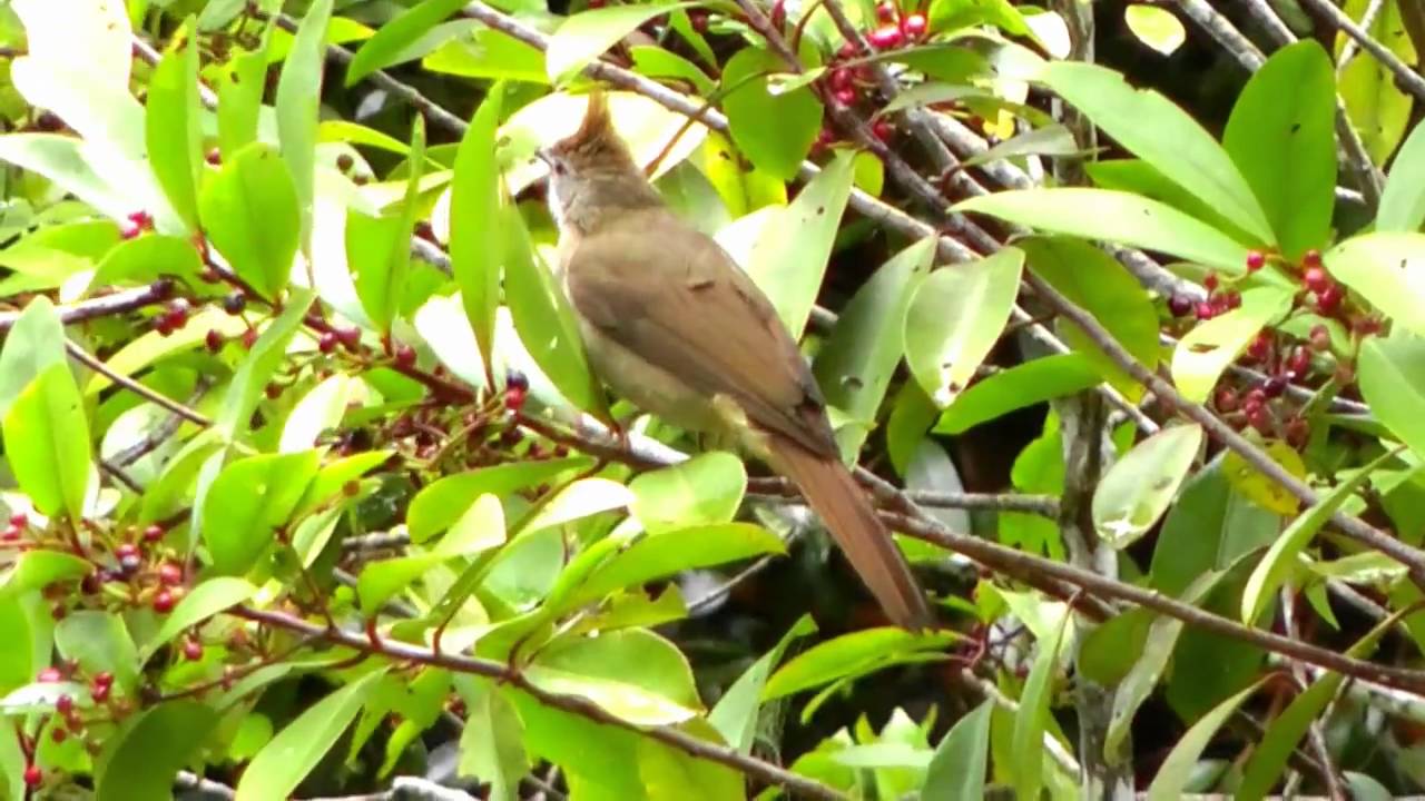 Bulbul, Ochraceous - Alophoixus ochraceus 