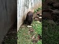 Honey bear. #zoo #animals #bear.
