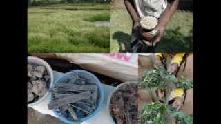 Medicinal Rice P5 Formulations for Schefflera Overdose: Pankaj Oudhia's Medicinal Plant Database