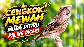 BLACKTHROAT GACOR SUARA JERNIH CENGKOK MEWAH MUDAH DITIRU BUAT MASTERAN KENARI bahan lomba