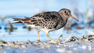 Purple Sandpiper At Seewinkel, Austria