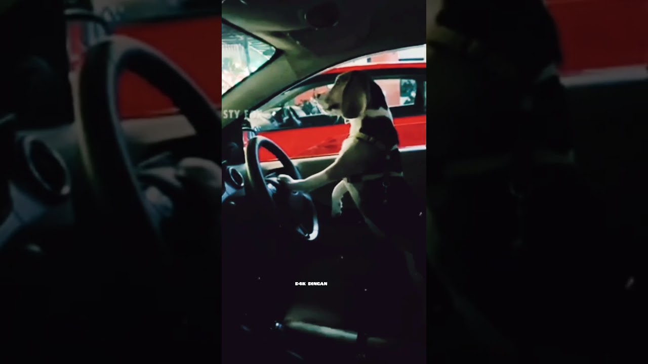 😂 DOG ON DRIVE 😂 KIDS VIDEO 