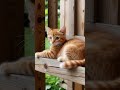 Cute Cat #cat #kitten #littlecat #cute #cutecat #funnycat #catvideo  #search #shorts #feedshorts