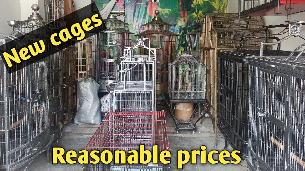 Visited cage shop in karachi cage shop fancy cage works YouTube