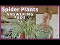 Growing spider plants answering faqs