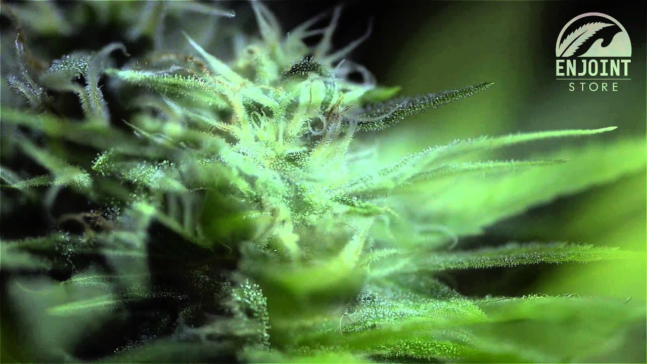 EMERALD TRIANGLE · COTTON CANDY CANE