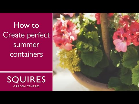 How to create the perfect summer container by Squire's Garden Centres
