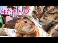 何度、子猫に噛みつかれても妹が好きな先住兄猫【短足マンチカン ひな子】
