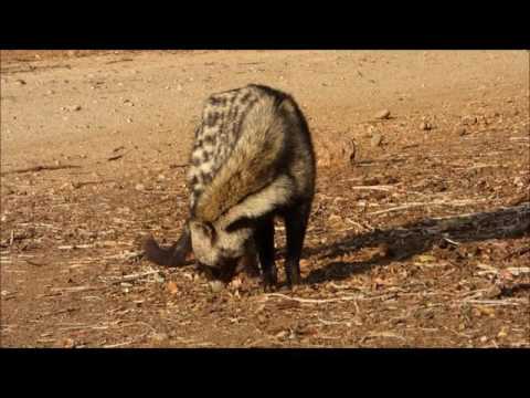 Video: Animales Asombrosos: Civeta Africana