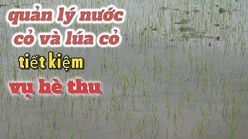 cách quản lý nước LÚA CỎ VÀ CỎ XÓT VỤ HÈ THU đạt hiệu quả TIẾT KIỆM Thanhdotv