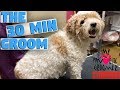 Grooming A Dog In 30 Minutes