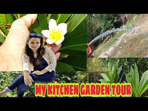 A new Culture , Agriculture|| We did organic farming in our garden|| classy style with shikha