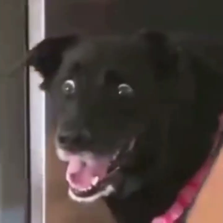 смешное - YouTube