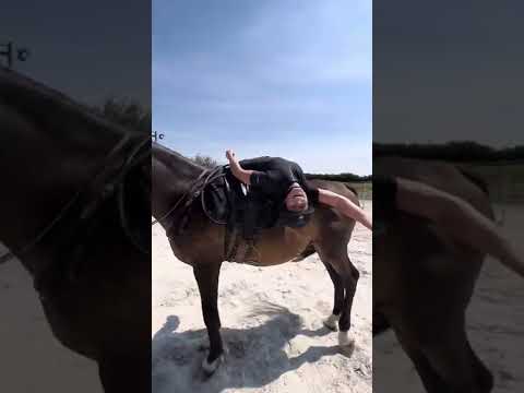 Vidéo: Les chevaux de race standard peuvent-ils galoper ?
