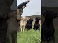 Going going gone! Super fast Labrador Retriever Gundog Training Working Dog