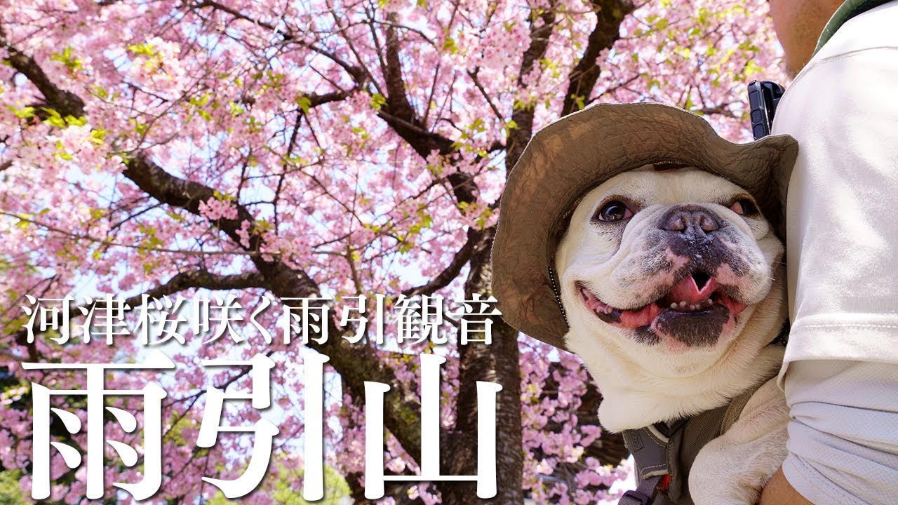 2025.03.23 雨引山（桜咲く雨引観音） - YouTube