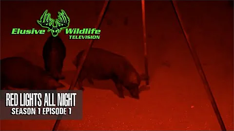 Elusive Wildlife S1:E1: Red Lights All Night, NIGHT TIME bowhunting for WILD HOGS in Texas.