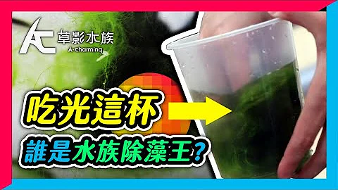 谁最会吃丝藻？爆炸性结局！颠覆教科书教法！ - 天天要闻