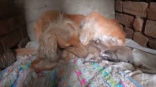 Week old Afghan hound Puppies