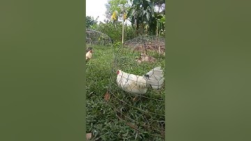 Có công giờ được thành quả#tuannguyen #mientay #cauca #reviewxemay #nuoiga