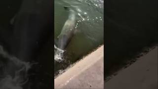 Dolphin Hunts Down Mullet at FULL SPEED 🤯🐬