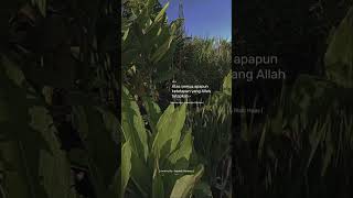 Download Lagu sabar, ikhlas, ridho #quotes #nasehat islami MP3