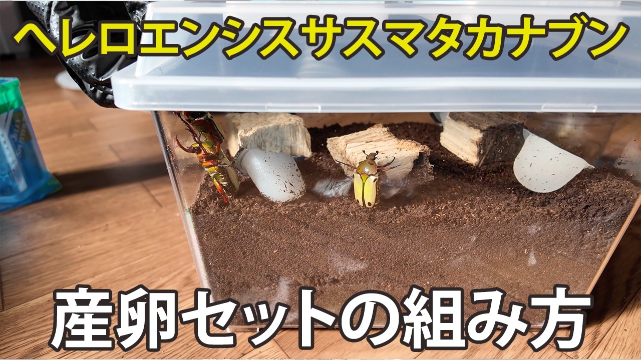 【産卵セットの組み方】へレロエンシスサスマタカナブンの産卵セットの組み方を解説するよ♪