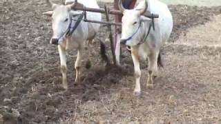 खेत की जुताई बैलों द्वारा Plow farming by Ox