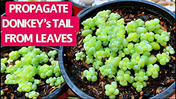 #269 NHÂN GIỐNG SEN ĐÁ CHUỖI NGỌC BI BẰNG LÁ | Kiên nhẫn + chờ dài cổ