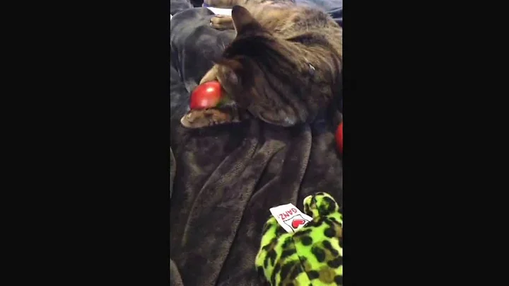 cat likes apples.