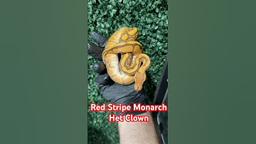 Red Stripe Monarch het Clown Ball Python #ballpython #reptiles #python #snake #viralvideo #shorts