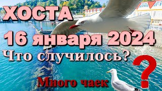 Сочи Хоста сегодня набережная, Сочи зимой,  шторм, ул. Платановая, Хоста январь, Хоста снег