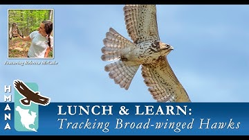 Lunch & Learn Series: Tracking Broad winged Hawks