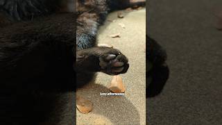 That Winter Coat Is Coming In On My Boy Shadow