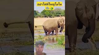 พี่ใหญ่โมโห #elephant #wildlife #animals #wildliferescue #crocodile #shortvideo #shorts #viralvideo