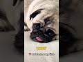Why Do Dogs Stick Their Tongues Out?