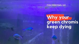 Why Your Green Chromis are diying