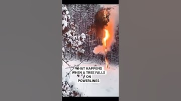 WHAT HAPPENS WHEN A TREE 🌲 FALLS ON POWER LINES #nature #shortvideo