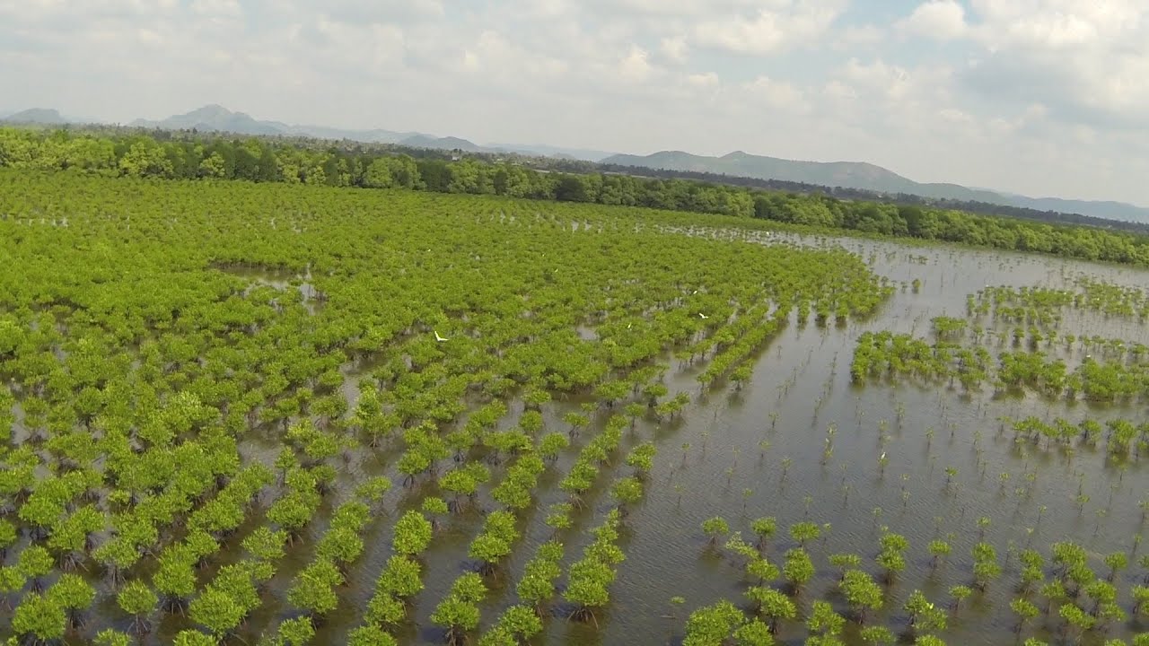 fact the result of mangrove restoration project in south how to make a background in powerpoint