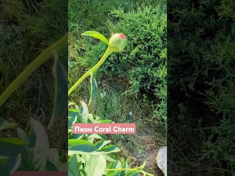 Пион Coral Charm.