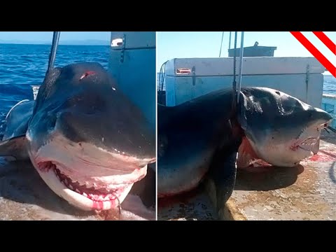 Video: Menos Peces Grandes En El Mar, Dicen Los Científicos