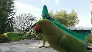 GreenParakeet Feeding  Day 187