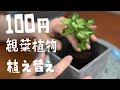 100均観葉植物植え替えてみた！シンゴニウム（プテリス）