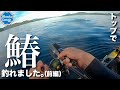 夏本番。トップでサワラ、後シーバスがボコボコ釣れました!(前編)