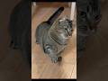 猫じゃらしと猫 #ねこチャックの日常 #cat #三毛猫 #猫 #猫好きさんと繋がりたい #子ネコ #ねこ