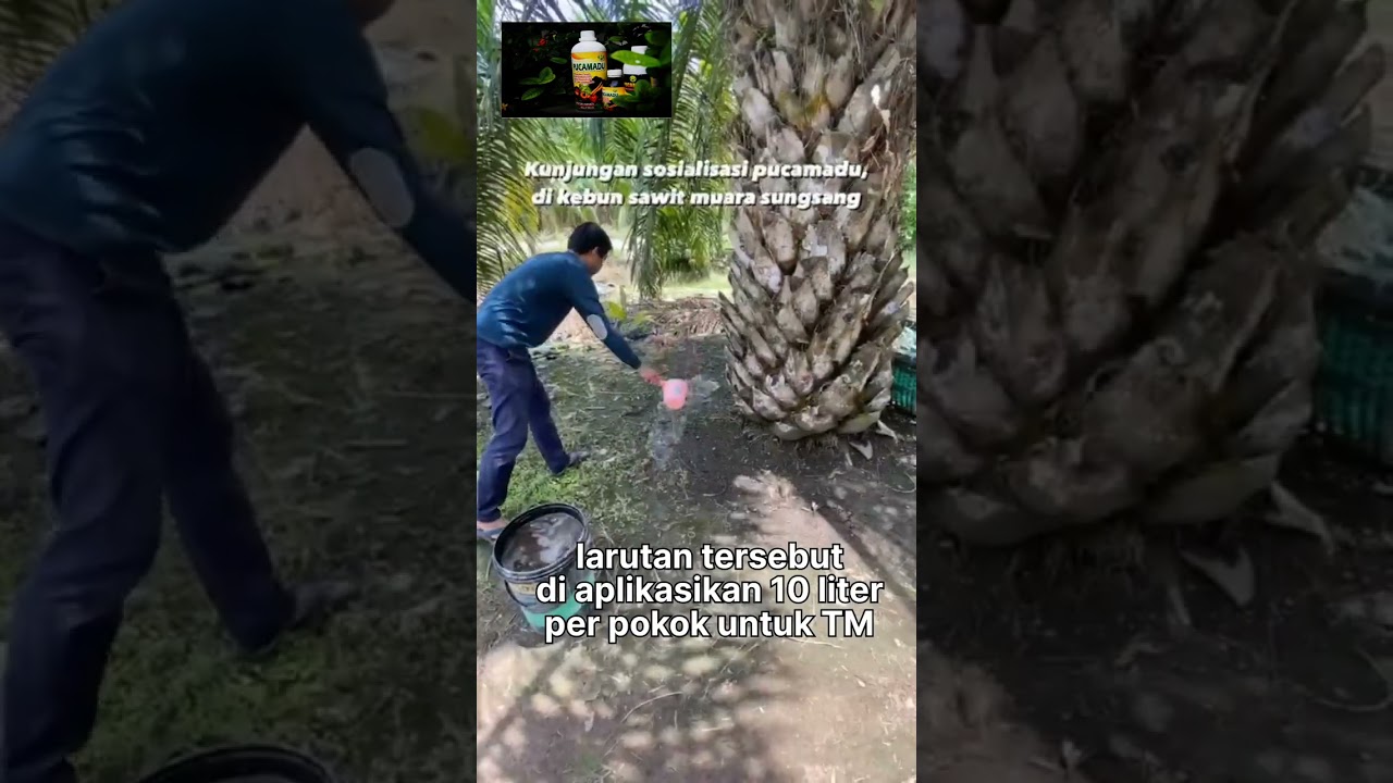 aplikasi PUCAMADU untuk sawit TM 