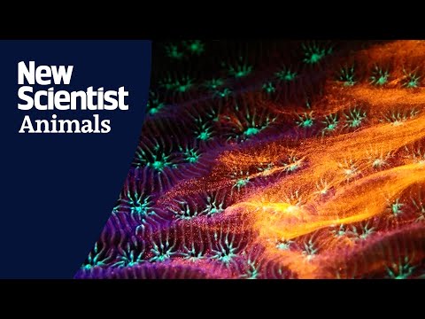 Watch coral create conveyor belts of mucus to share food Instructional Video