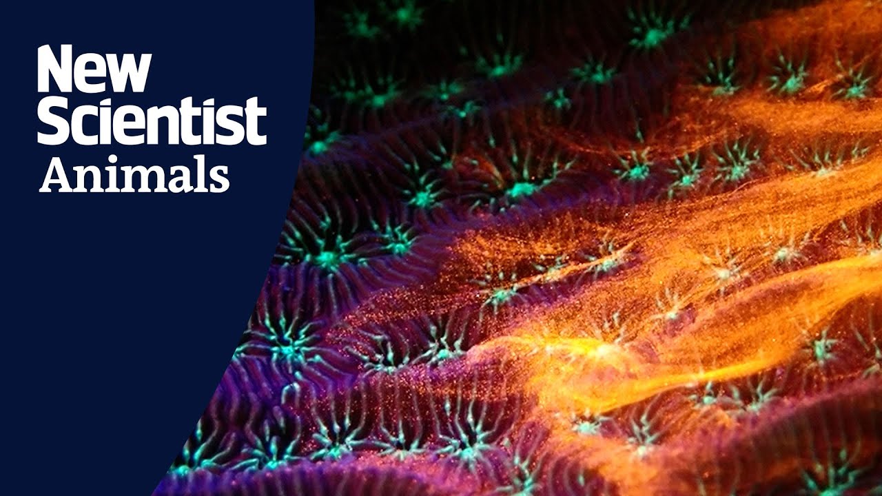 Watch coral create conveyor belts of mucus to share food